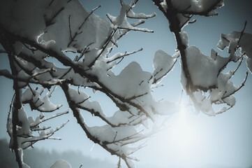 Verscheiter Ast im Winter mit Gegenlicht
