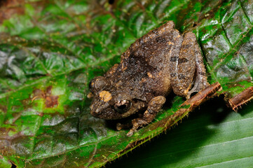 shrub frog // Ruderfrosch (Pseudophilautus spec.) - Sri Lanka © bennytrapp