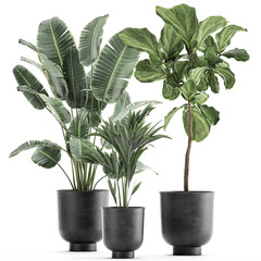 Fototapeta premium exotic plants in a black pot on white background