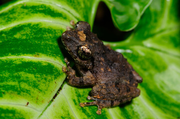 shrub frog // Ruderfrosch (Pseudophilautus spec.) - Sri Lanka © bennytrapp