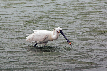 Spatule blanche - Platalea leucorodia - à la recherche de nourriture	