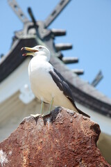 ウミネコ.蕪島.一羽