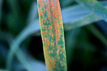 Wheat leaf rust (Puccinia triticina)- fungal disease of wheat. Symptoms are brown rust pustules on...