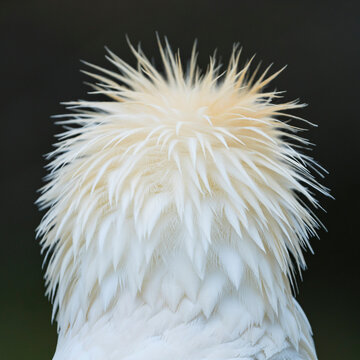 Detail of the head of an Egyptian Vulture (Neophron percnopterus). White scavenger vulture or pharaoh's chicken. In Spanish Alimoche com&uacute;n, abanto,​ guirre o buitre egipcio