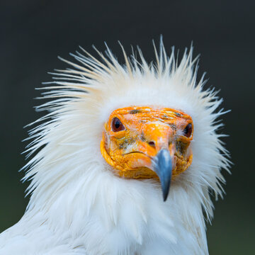 Detail of the head of an Egyptian Vulture (Neophron percnopterus). White scavenger vulture or pharaoh's chicken. In Spanish Alimoche com&uacute;n, abanto,​ guirre o buitre egipcio