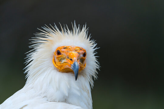 Detail of the head of an Egyptian Vulture (Neophron percnopterus). White scavenger vulture or pharaoh's chicken. In Spanish Alimoche com&uacute;n, abanto,​ guirre o buitre egipcio