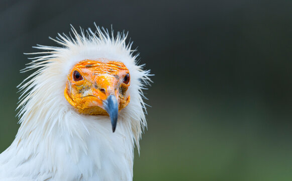Detail of the head of an Egyptian Vulture (Neophron percnopterus). White scavenger vulture or pharaoh's chicken. In Spanish Alimoche com&uacute;n, abanto,​ guirre o buitre egipcio