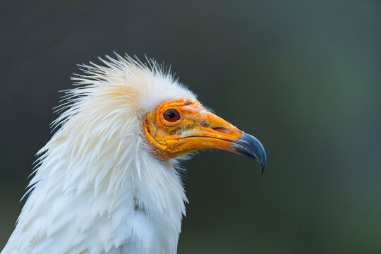 Detail of the head of an Egyptian Vulture (Neophron percnopterus). White scavenger vulture or pharaoh's chicken. In Spanish Alimoche com&uacute;n, abanto,​ guirre o buitre egipcio