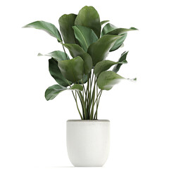 tropical plants Calathea lutea in a white pot on a white background