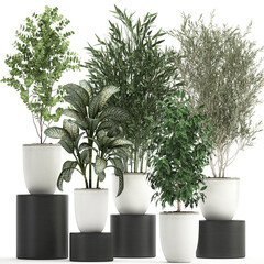 exotic plants in a white pot on white background