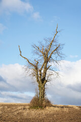Fototapeta na wymiar Single tree alone on farm field and sky storm clouds
