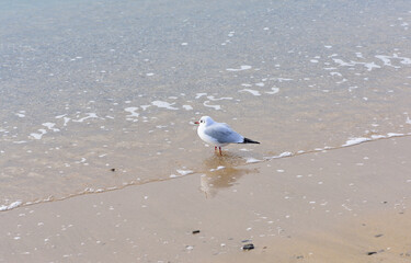 Since the sea has calmed down, the gull decides to go as deep as possible into the water and try to catch crustaceans