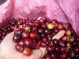 red coffee beans with hand