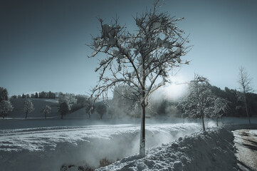 Baum im Nebel mit Sonnenstrahlen