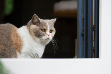 Britisch Kurzhaar Katze schaut raus