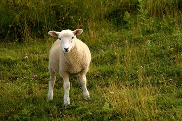Sheep in farm.