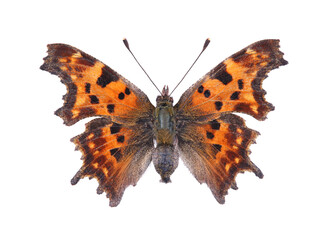Butterfly - the comma (Polygonia c-album) isolated on white