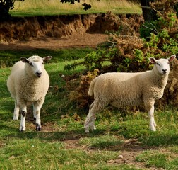 Fototapeta premium Sheep in farm.