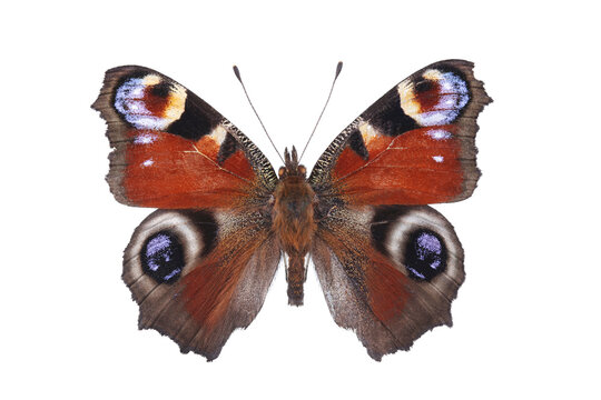 Butterfly - the European peacock (Aglais io) isolated on white