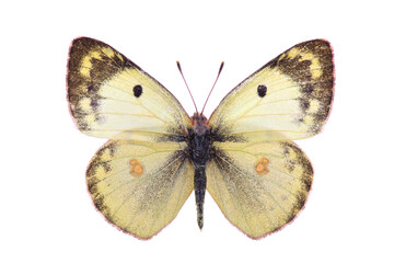 Fototapeta na wymiar Butterfly - the pale clouded yellow (Colias hyale) isolated on white