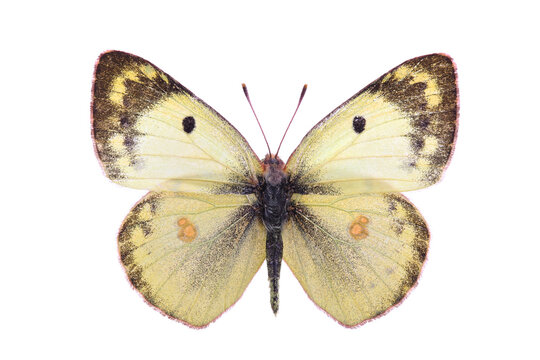 Butterfly - the pale clouded yellow (Colias hyale) isolated on white