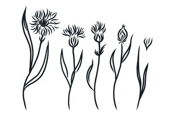 Cornflowers set. Hand drawn line black knapweed flowers and leaves, stem and petals. Herbal and meadow plant collection, decor floral elements vector isolated botanical illustration