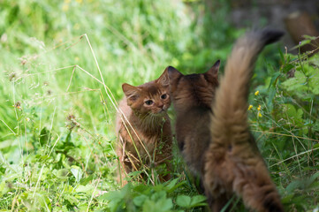 Somali Kitten im Garten