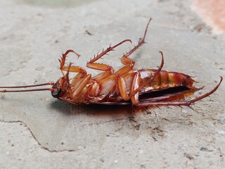cockroach on the ground