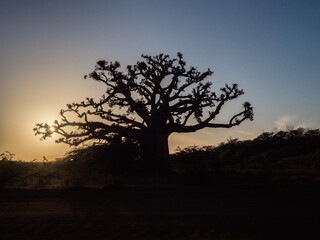 Fototapeta na wymiar Silhouette of baobab