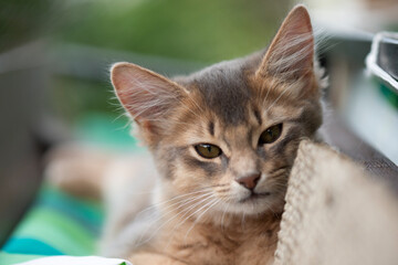 Junges Somali Kätzchen 