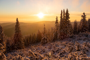 Mountain forest in winter on sunset