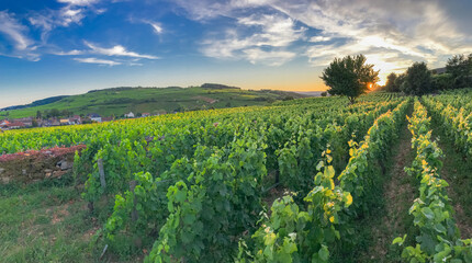 Fototapeta na wymiar View over a vineyard in Pommard, France