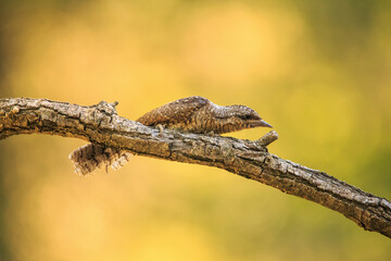 Closeup of a Eurasian wryneck bird, Jinx torquilla