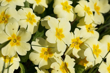 Yellow Primrose flowers, Primula vulgaris, blooming in the spring sunshine, close-up view