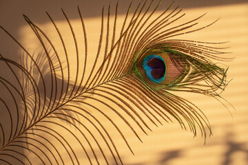 Peacock feather on golden background with shadows into home 