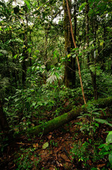tropical Rainforest in Sri Lanka // tropischer Regenwald in Sri Lanka
