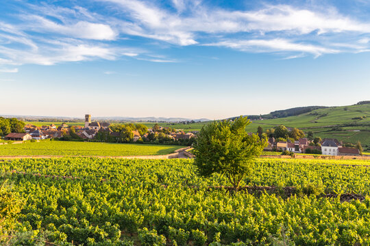 View over a vineyard in Pommard, France