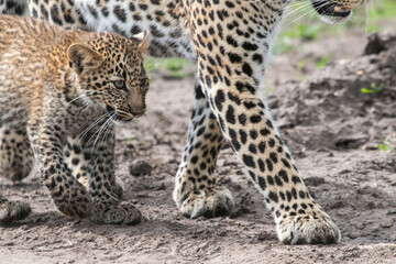 African Leopard cub walks in the African Savannah 