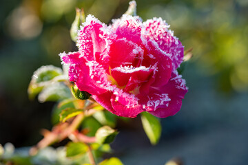 Rosenblüten mit Reif