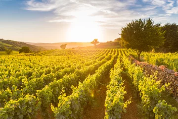 Crédence de cuisine en plexiglas Vignoble View over a vineyard in Pommard, France