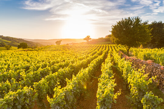 View over a vineyard in Pommard, France