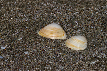 shells on the beach
