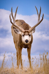 Mule Deer Buck. Colorado Wildlife. Wild Deer on the High Plains of Colorado