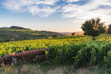View over a vineyard in Pommard, France