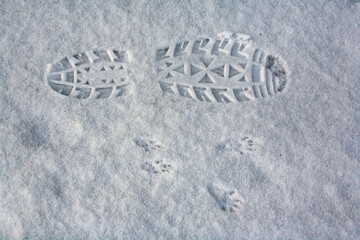 footprint and  squirrel print in snow