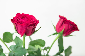 Bouquet of red roses in a glass bottle placed on a wooden table. Wedding decorations, Valentine's day, home decorations Or office. Doing export business of flowers. copy space