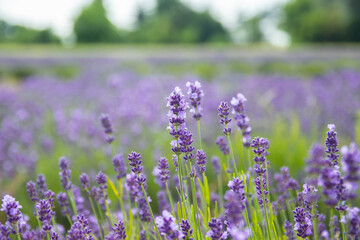 Lavender bushes closeup on sunset.. Field of Lavender, Lavender officinalis. Lavender flower field, image for natural background.Very nice view of the lavender fields.