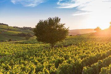 View over a vineyard in Pommard, France