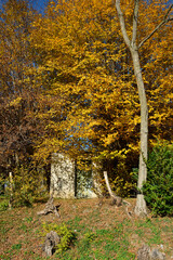 An old bird hunting hut in a copse in the autumn landscape in the fields near the village of Moimacco close to Cividale del Friuli, Udine Province, Friuli-Venezia Giulia, north east Italy
