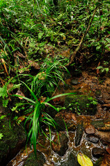 tropischer Regenwald in Sri Lanka // tropical Rainforest in Sri Lanka